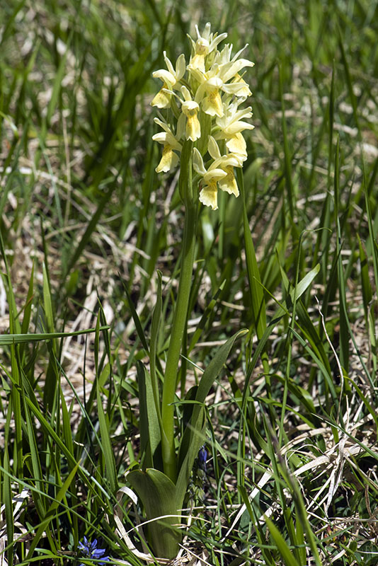 Orchide Sambucina - Dactylorhiza sambucina
